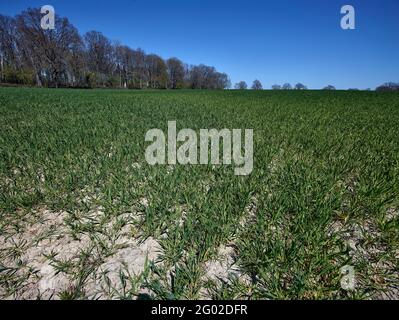 Chemin aride à travers le large paysage agricole du Kent, sud de l'Angleterre, Royaume-Uni, Europe Banque D'Images