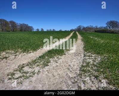 Chemin aride à travers le large paysage agricole du Kent, sud de l'Angleterre, Royaume-Uni, Europe Banque D'Images