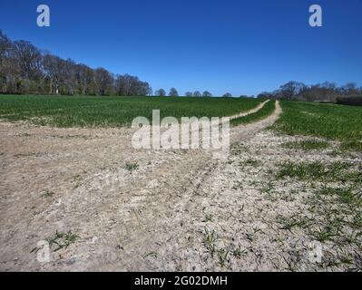 Chemin aride à travers le large paysage agricole du Kent, sud de l'Angleterre, Royaume-Uni, Europe Banque D'Images