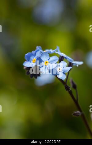 Oubliez moi non (Myosotis scorpioides) floraison, portrait naturel de la plante Banque D'Images