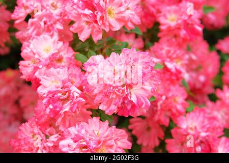 Roses buisson dans le jardin d'été le matin sur fond lumineux de jour d'été. Champs de Damascena rose. Gros plan. Banque D'Images