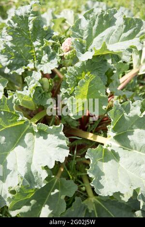 Les feuilles de l'usine de rhubarbe utilisées dans la préparation de boissons saines. Banque D'Images