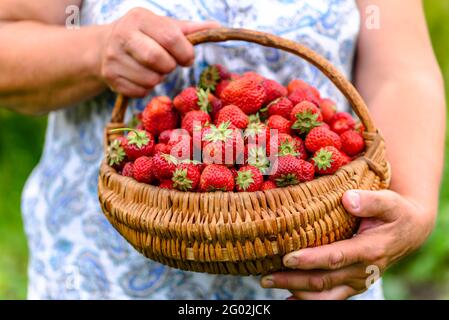 Cultiver un panier de fraises frais dans les mains d'un agriculteur, des fraises biologiques récoltées sur le terrain Banque D'Images