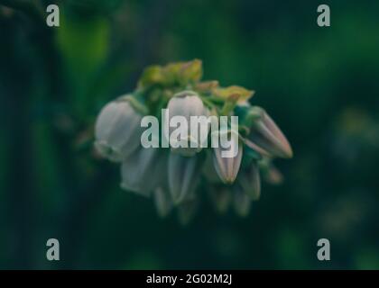 Bouquet de fleurs de bleuets sur fond sombre et flou Banque D'Images