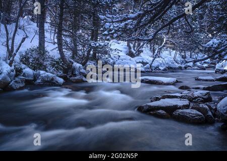 Rivière Tet, en hiver, entourée de neige, dans la zone naturelle des Bouillouses (Pyrénées-Orientales, Occitania, France) Banque D'Images