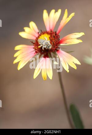 Gros plan de l'abeille floue grise avec gros yeux de bogue fleur de couverture rouge et jaune Banque D'Images