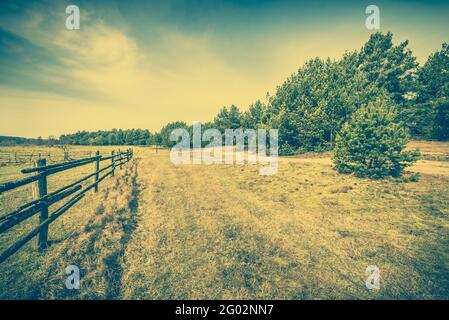 Paysage rural de champ et forêt de pins au printemps, photo d'époque Banque D'Images