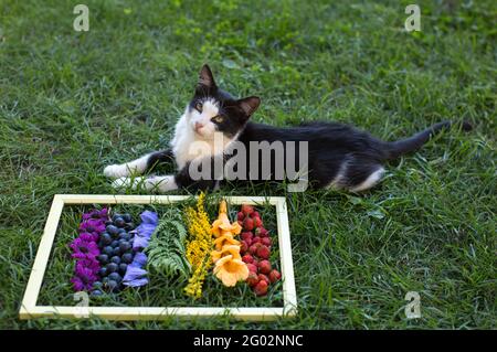 le chat noir et blanc se trouve sur une pelouse verte près d'un cadre avec des fleurs disposées dans les couleurs de l'arc-en-ciel. Fabuleux fantasme floral, photo colorée Banque D'Images