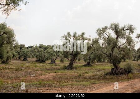 Vieil Olivier (Olea europaea), à l'Olive près de Ostuni, Pouilles (Puglia), dans le sud de l'Italie Banque D'Images