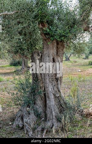 Vieil Olivier (Olea europaea), à l'Olive près de Ostuni, Pouilles (Puglia), dans le sud de l'Italie Banque D'Images