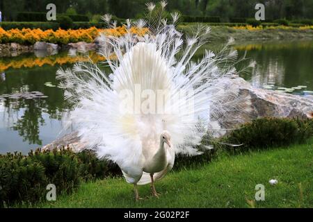 Le jeune paon magnifique répand sa queue sur l'herbe. Le paon blanc danse une danse de mariage, montre la plume dans le parc, le zoo, la ferme Banque D'Images