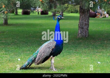 Bleu vif beau paon avec une longue queue et des plumes colorées marche sur l'herbe verte. Peacock dans le parc, le zoo, la ferme Banque D'Images