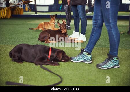 Trois chiens formés par des professionnels de la manutention Banque D'Images