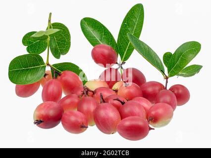 Fruits Carunda ou Karonda isolés sur fond blanc Banque D'Images