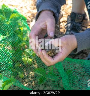 Le jeune blackbird est pris dans un filet vert sur un champ de fraise et est tenu dans ses mains Banque D'Images