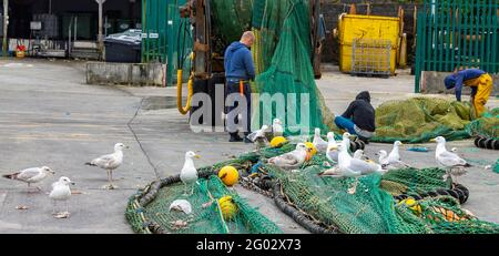 Les pêcheurs qui ont fait des filets tandis que les Goélands argentés s'écrasent au-dessus des craies. Banque D'Images