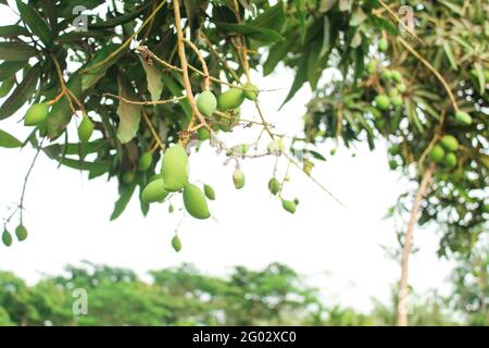 Petites mangues poussant sur la branche d'arbre, mangue asiatique Banque D'Images