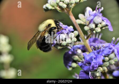 Bumblebee sur wisteria. Banque D'Images