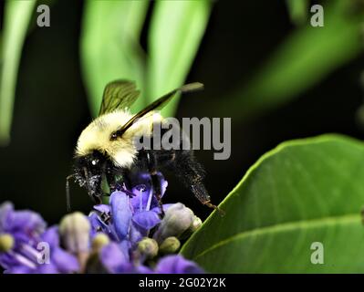 Bumblebee sur wisteria. Banque D'Images