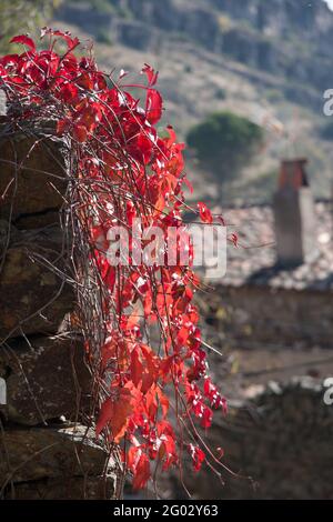 Une plante d'escalade rouge automnale repose sur un banc de pierre qui écoute au soleil. En arrière-plan, vous pouvez voir la ville et les montagnes. Photo verticale. Banque D'Images