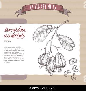 Anacardium occidentale aka noix de cajou branche et noix croquis sur fond de carton. Série de noix culinaires. Illustration de Vecteur