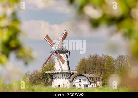 Vue de printemps colorée avec arbres fruitiers fleuris d'un moulin à vent hollandais à Deil, Gelderland Banque D'Images