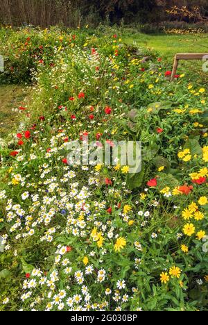 Pelouse colorée d'automne avec fleurs par une journée ensoleillée à l'intérieur le jardin Banque D'Images