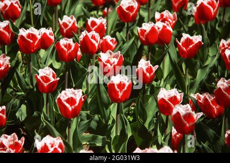 Gros plan de tulipes rouges et blanches à franges (Canasta) en fleur Banque D'Images