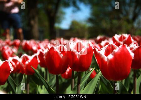 Gros plan de tulipes rouges et blanches à franges (Canasta) en fleur Banque D'Images