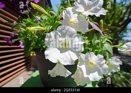 Gros plan, Macro de pétunias en pot, fleurs pétunias blanches dans un jardin extérieur Banque D'Images