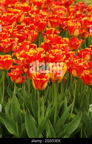 Gros plan des tulipes de Rembrandt en pleine floraison Banque D'Images