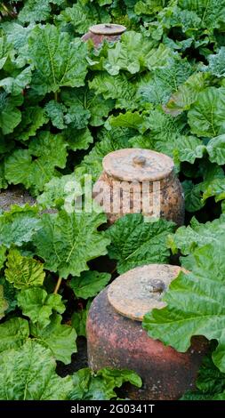Rhubarbe de culture traditionnelle avec des machines à sous en faïence - John Gollop Banque D'Images