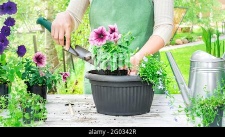 Travaux saisonniers sur la plantation de semis de fleurs dans des pots pour le jardin et la décoration de la maison. Lieu de travail du jardinier. Femme jardinier transplante des plantules de fleur avec t Banque D'Images