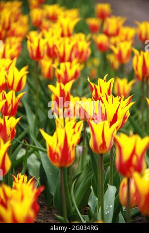 Gros plan sur les tulipes fleuries de Rembrandt Banque D'Images