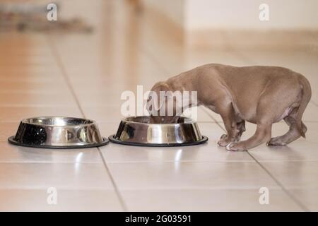 Un chiot ​​eats du bol Banque D'Images