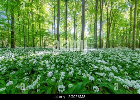 Une forêt de Beechwood pleine de fleurs d'ail sauvages Banque D'Images
