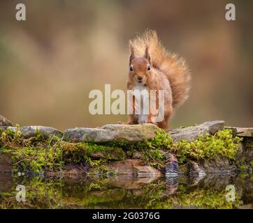 Red Squirrel dans son habitat naturel en Écosse Banque D'Images