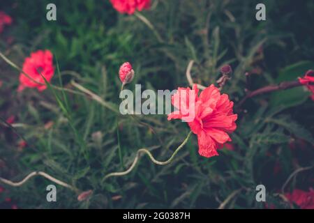De beaux coquelicots et bourgeons rouges dans le jardin. Mise au point sélective. Fleurs rouges dans l'herbe verte. Fleurs de campagne Banque D'Images