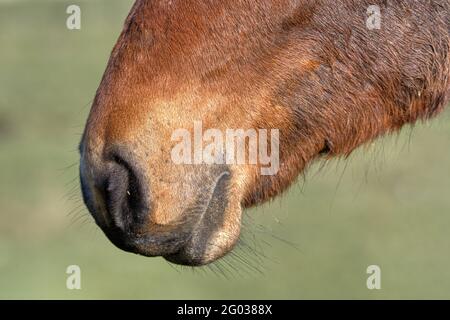 Gros plan du nez et de la bouche du cheval de châtaignier. Banque D'Images