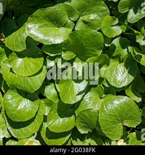 L'asarum europaeum, communément connu sous le nom d'asarabacca, gingembre sauvage européen, noisette et spikenard sauvage, est une espèce de plante à fleurs dans l'armoise Banque D'Images