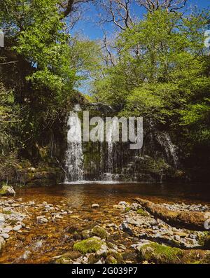 Cascade de Cray Gill dans les Dales du North Yorkshire. Montrant une chute d'eau entourée d'arbres le jour d'été chaud et ensoleillé. Banque D'Images