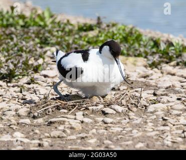 Avocet sur un site de nidification à Slimbridge WWT Gloucestershire Royaume-Uni Banque D'Images