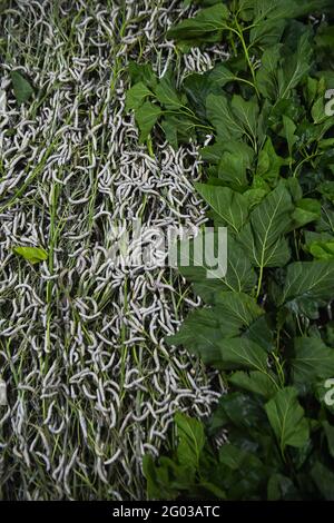 (210531) -- TONGXIANG, le 31 mai 2021 (Xinhua) -- les vers à soie mangent des feuilles de mûrier dans une ferme de reproduction de vers à soie de villageois, dans le village de Jiansheng, dans la ville de Tongxiang, dans la province de Zhejiang, en Chine orientale, le 19 mai 2021. Tongxiang, province de Zhejiang en Chine orientale, est célèbre pour ses plus de 4,000 ans d'histoire de la sériculture. Sa tradition d'élevage de vers à soie et de plantation de mûres a été inscrite par le Conseil d'État comme patrimoine culturel immatériel national. Une nouvelle variété de ver à soie appelée 'cocon doré' est de couleur or pâle. La soie transformée de 'cocon doré' a une teneur en lutéine plus élevée et un meilleur antiba Banque D'Images