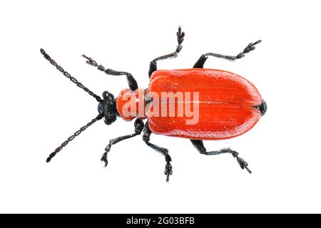 Insecte de Lily Beetle de Lilioceris lii rouge Banque D'Images