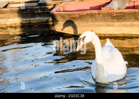 Un cygne blanc nageant dans l'eau du lac. Banque D'Images