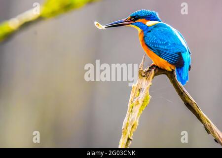 Kingfisher avec un poisson dans son bec. Photo de haute qualité Banque D'Images