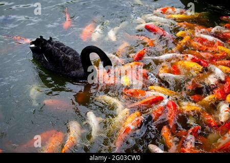 Un cygne noir est entouré d'un haut de poissons Koi colorés dans une piscine du parc safari de Shenzhen. Banque D'Images