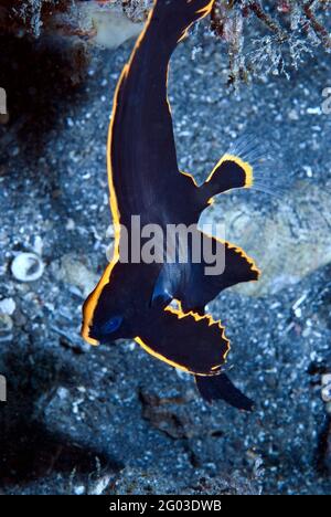 Morue charbonnière pennée juvénile (Platax pinnatus) détroit de Lembeh, Sulawesi, Indonésie Banque D'Images