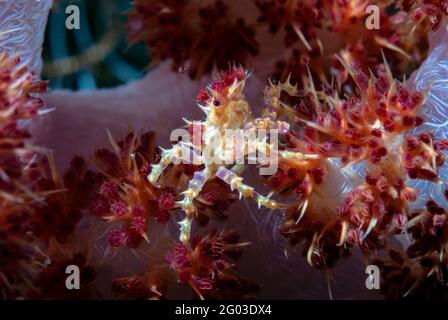 Crabe de corail mou (Hoplophrys oatesii) sur corail rouge mou, Bunaken Marine Park, Sulawesi, Indonésie Banque D'Images