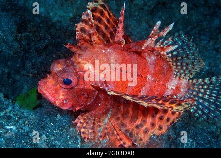Lionfish à nageoires courtes (Dendrochirus brachypterus) détroit de Lembeh, Sulawesi (Indonésie) Banque D'Images